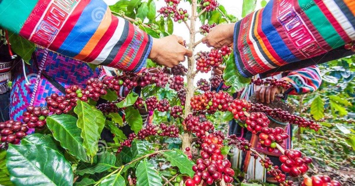 Coffee Farm Tour (Fairview) From Nairobi | GetYourGuide