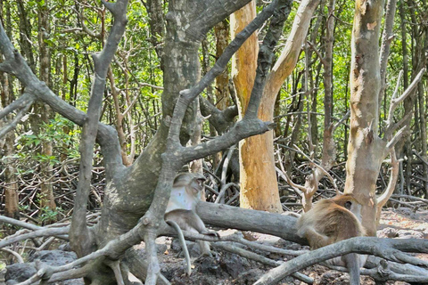 Langkawi: Mangrove Cruise with Eagle Feeding & Beach Swim 3 Hour estimated Mangrove+Beach Swim