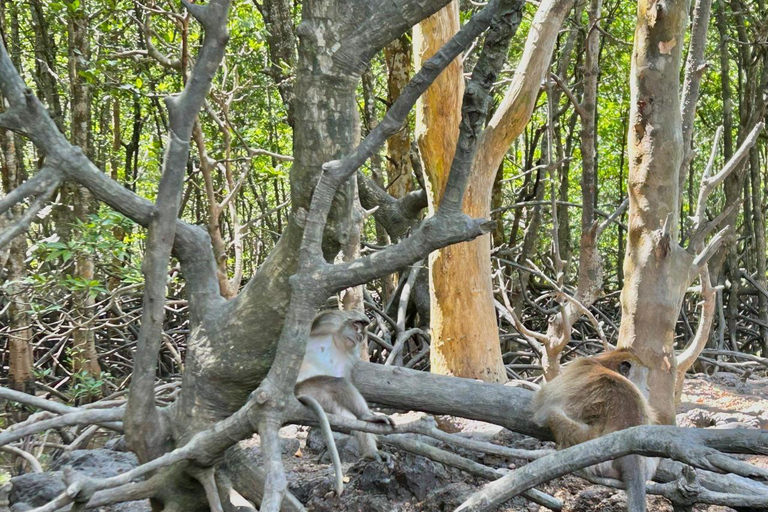 Langkawi: Mangrove Cruise with Eagle Feeding & Beach Swim 3 Hour estimated Mangrove+Beach Swim