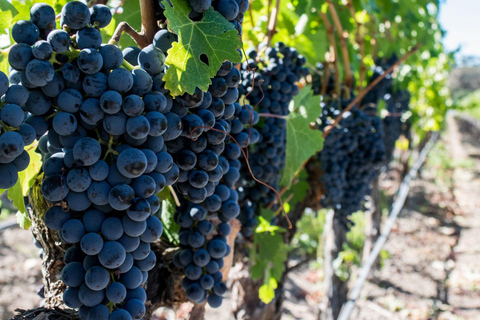 Il tram del vino di Franschhoek e l&#039;esperienza della città di Stellenbosch