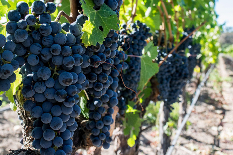 Il tram del vino di Franschhoek e l&#039;esperienza della città di Stellenbosch