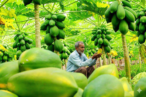 Kochi: Full-Day tour with Temple, Farming & Village Life