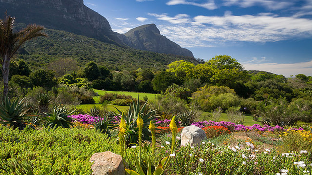 Kirstenbosch Botanical Garden & Constantia Wine Tasting Tour