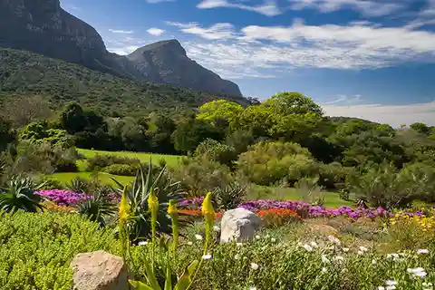Botanischer Garten und Groot Constantia Weingüter Private Tour
