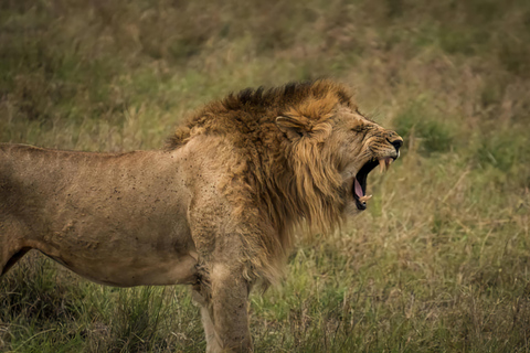 Nairobi National Park, Elephant Orphanage & Giraffe Centre