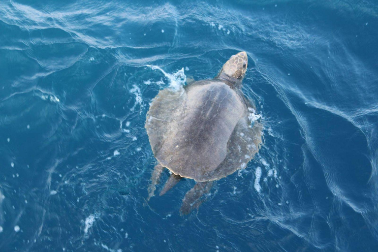 Mirissa: Whale & Dolphin Watching Cruise with Geeth’s Crew