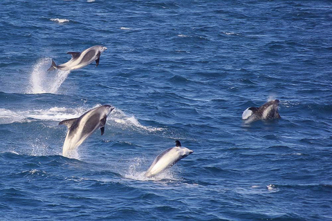 Reykjavik : 3 h d’observation des baleinesReykjavik : visite d'observation des baleines de 3 heures