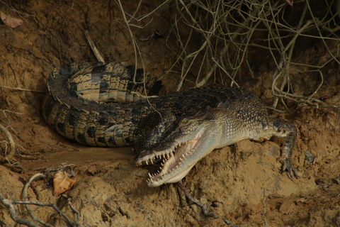 Cairns: 2-Day Atherton Tablelands & Cape Tribulation Tour