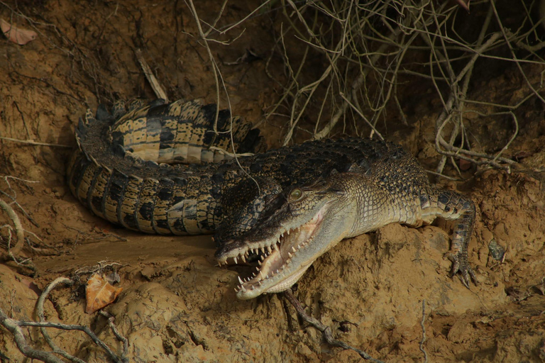 Cairns: 2-Day Atherton Tablelands & Cape Tribulation Tour