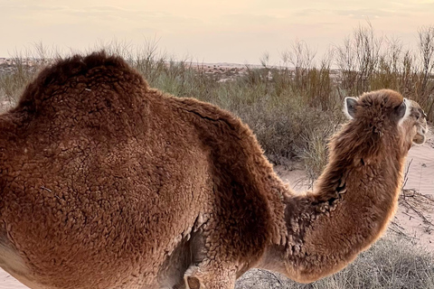 Fördjupning i Sahara: 2-nätters äventyr med läger och bivuak