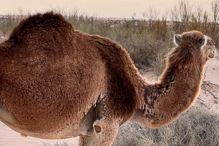 Onderdompeling in de Sahara: Avontuur met 2 nachten kamp en bivak