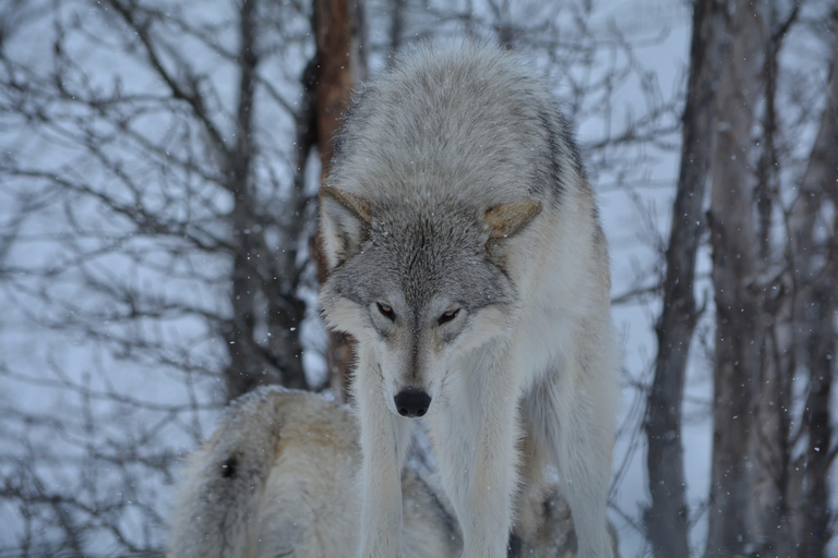Anchorage: Turnagain Arm Scenic Winter Tour with a Guide