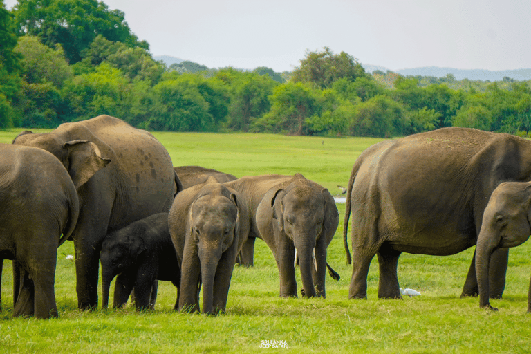 Minneriya: Sunset Elephant Safari Tour and Wildlife Sights