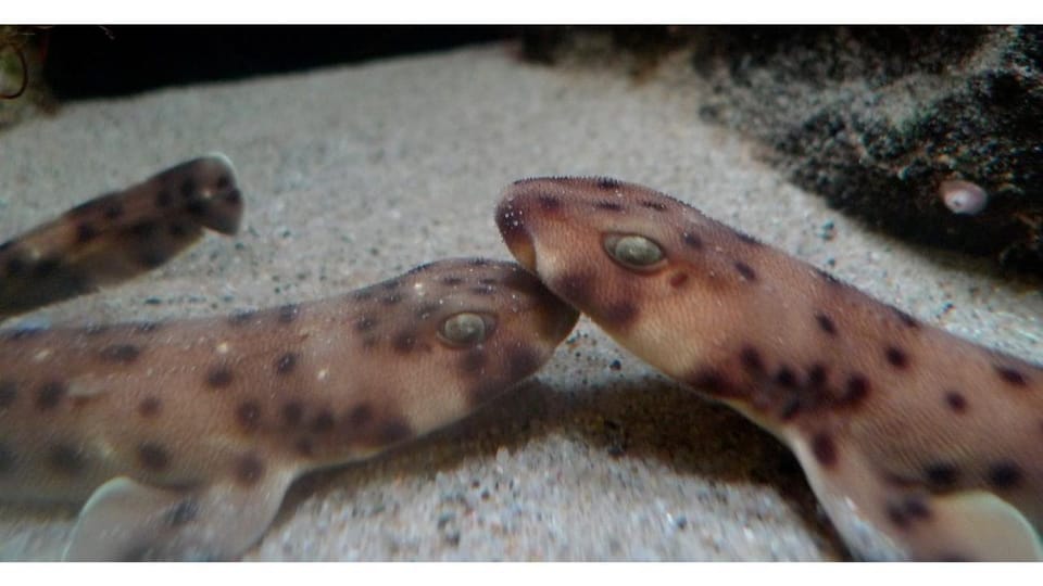 Los Angeles Heal The Bay Aquarium in Santa Monica GetYourGuide