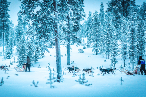 Saariselkä: Husky Safari with Aurora Borealis Hunt