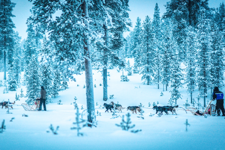 Saariselkä: Husky Safari with Aurora Borealis Hunt