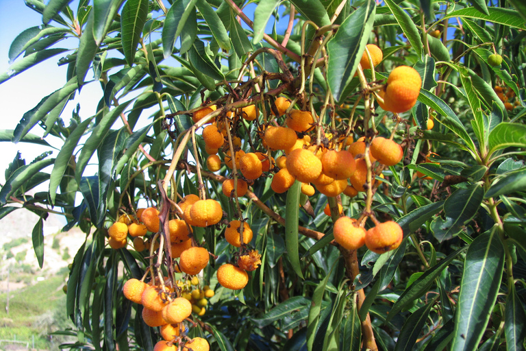 La Gomera: The Rain Forest (national park) La Gomera: Hiking in the Rainforest