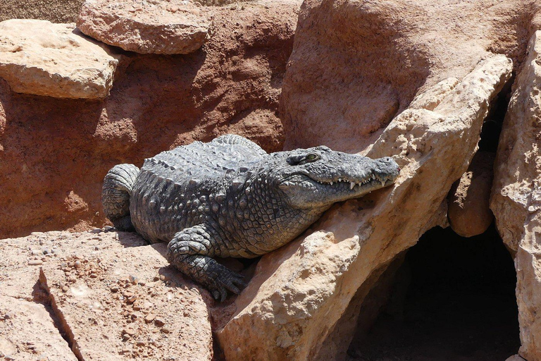 Agadir: Goats on Trees & Crocoparc Tour
