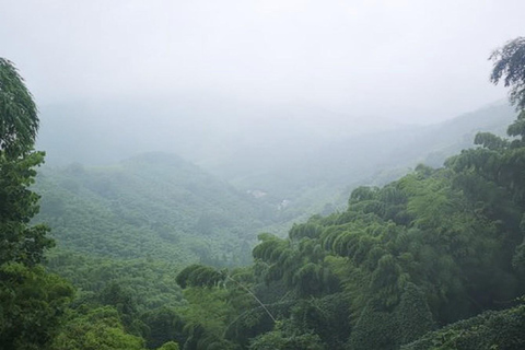 shanghai: Dongming Bamboo & Farm Picking Private Day Trip