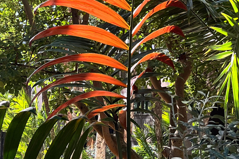 Elche: bilet wstępu do Narodowego Ogrodu Artystycznego Huerto del CuraElche: Bilet wstępu do Narodowego Ogrodu Artystycznego Huerto del Cura