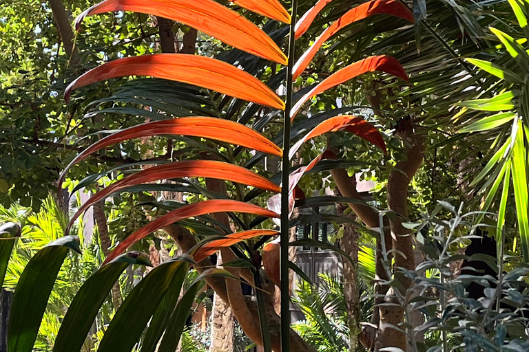 Elche: bilet wstępu do Narodowego Ogrodu Artystycznego Huerto del CuraElche: Bilet wstępu do Narodowego Ogrodu Artystycznego Huerto del Cura