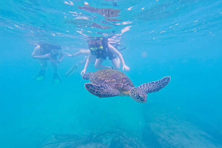 Mirissa VIP Turtles Snorkeling: Pool Training & Free GoPro