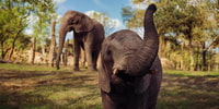 Hilvarenbeek, Safaripark Beekse Bergen Entry Ticket - Housity