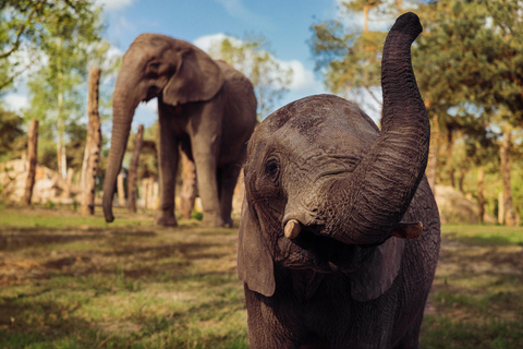 هيلفارينبيك: تذكرة دخول Safaripark Beekse Bergen