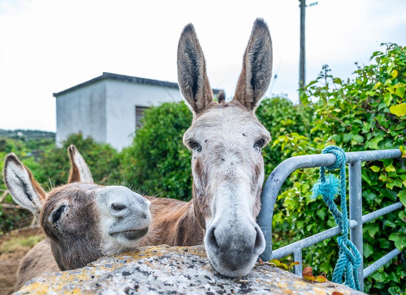 Fra Galway: Dagskrydstogt til Aran-øerne og Moher-klipperne