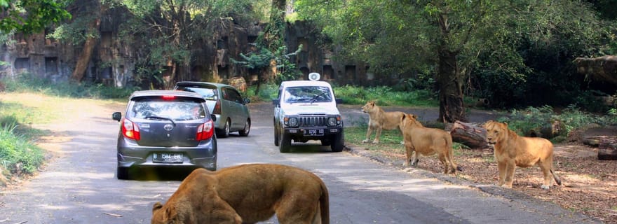 Depuis Jakarta : Visite privée de Taman Safari (journée)