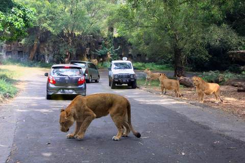 Jakarta: Private Taman Safari Day Trip