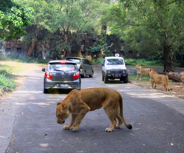 Z Dżakarty: Prywatna jednodniowa wycieczka Taman Safari