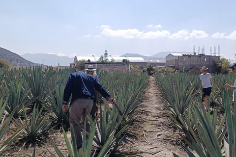 Oaxaca: Sunday Tlacolula Market & Family Mezcal Palenque