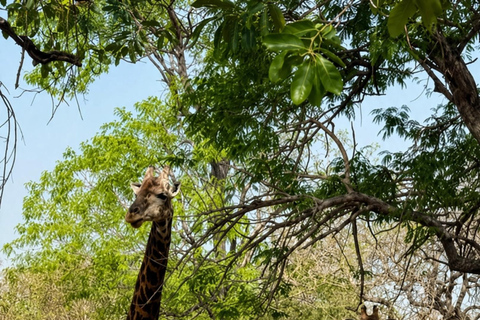 Excursion to Fathala Safari Park from Banjul Fathala Safari Park Excursion from Banjul