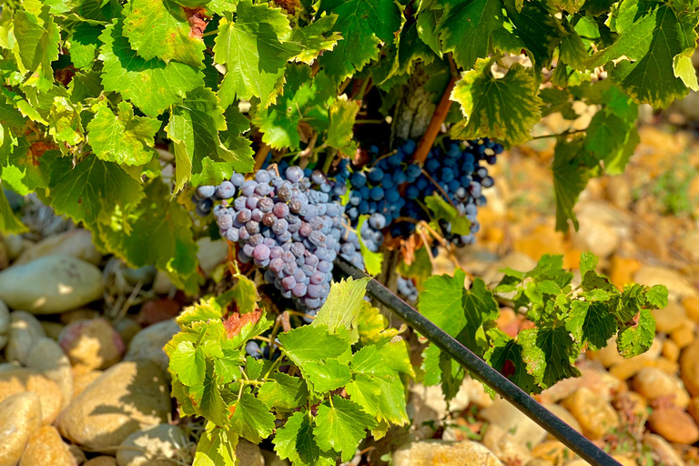 Wine Tour: On the Way to Chateauneuf du Pape