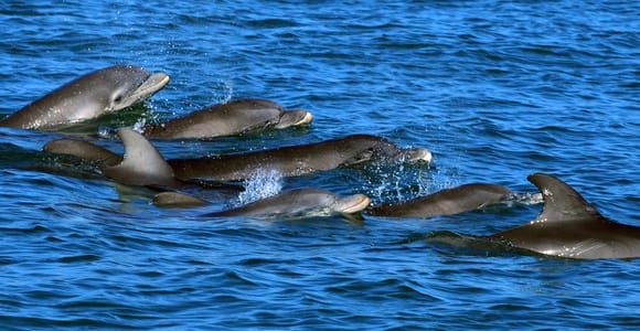 Key West: Private Dolphin Playground Safari