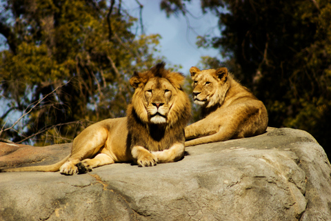 Nairobi: National Park Safari & Fairview Coffee Estate Tour