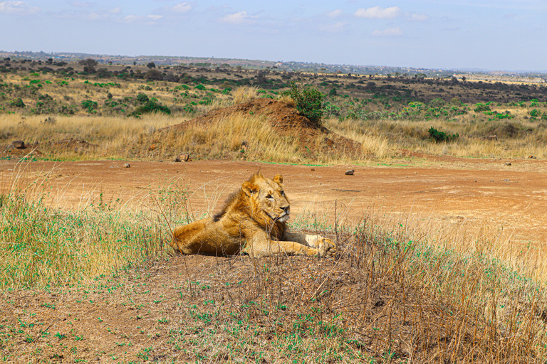 Nairobi National Park, Giraffe Center, Orpanage &amp; Bomas Trip