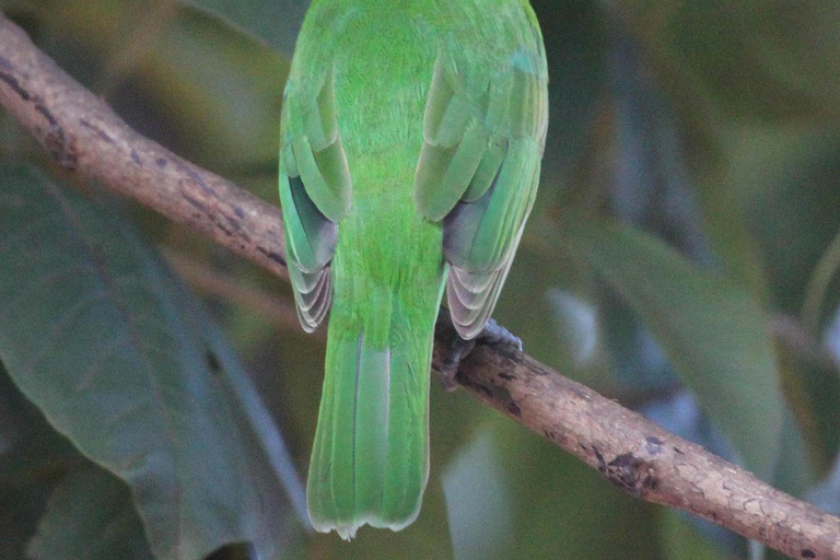 Sigiriya: jednodniowa wycieczka z safari jeepem z Trincomalee