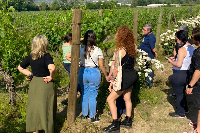 Santiago: Privétour naar Aquitania Wijnmakerij en Bahá&#039;í Tempel