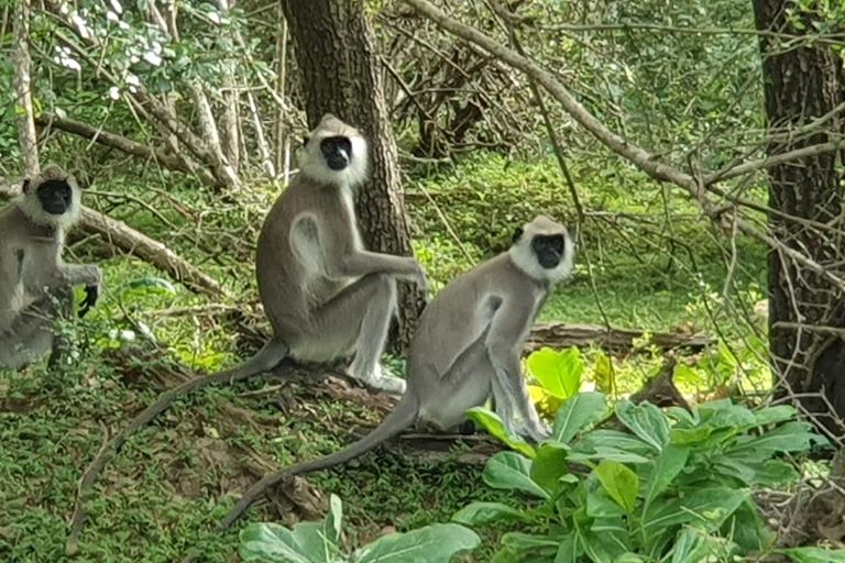 De Hikkaduwa/ Galle/ Mirissa - Safari dans le parc national de Yala