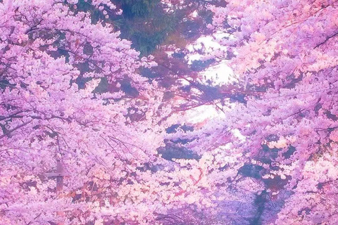 A Thousand Years in One Day: Kyoto & Nara Panoramic Tour Osaka Station