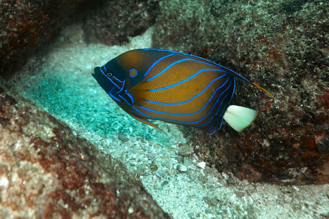 Mirissa: Snorkelling Turtle & Marine Life Briefing Session Snorkelling Turtle (Without Pickup)
