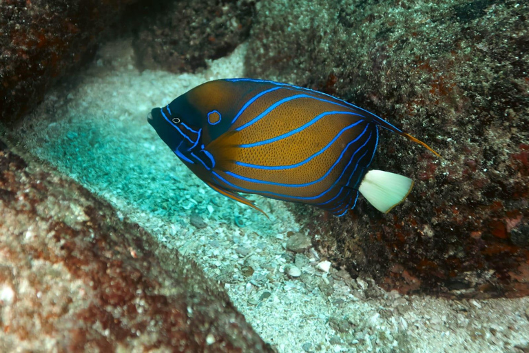 Mirissa: Snorkelling Turtle & Marine Life Briefing Session Snorkelling Turtle (Without Pickup)
