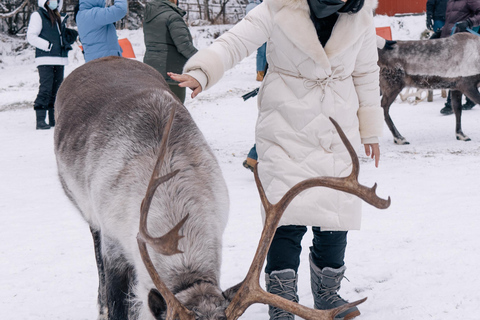 Fairbanks: Paseo de los renos con transporte