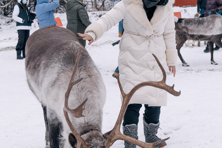 Fairbanks: Passeggiata con le renne con trasporto