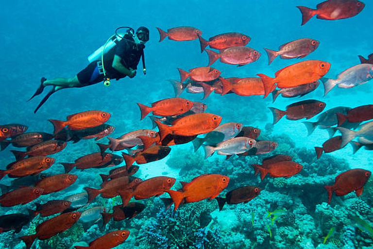 Hurghada: Dive Experience for Beginners or Certified Divers Full-Day Scuba Diving for Certified Divers
