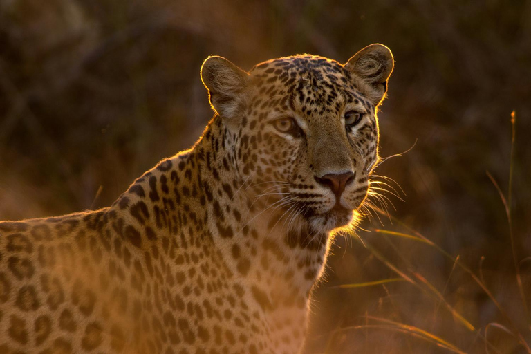 Jodhpur: Dagtrip naar Jawai Luipaard Safari en RanakpurRondreis voor 4-6 reizigers