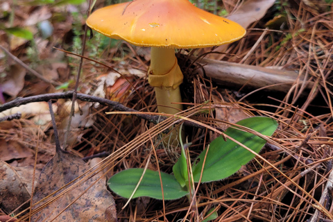 Oaxaca: Sierra Norte Ixtepeji Guided Hike & Lunch, Half-Day