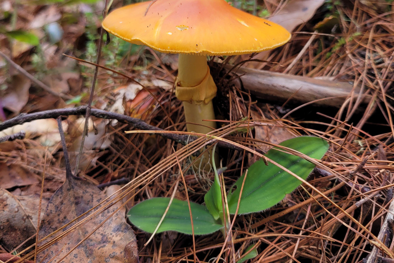 Oaxaca: Sierra Norte Ixtepeji Guided Hike & Lunch, Half-Day